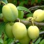 Pruimenboom 'Reine Claude d'Oullins' leivorm laag (zelfbestuivend)